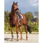Copri martingala 50 cm Brown